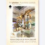 Carti de joc - Grigore Antipa
